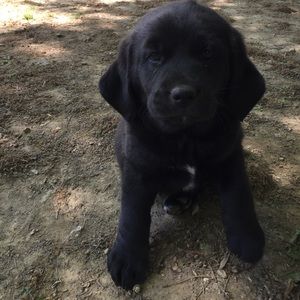 Meet your Posher, Venus